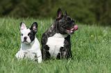 BOULEDOGUE FRANCAIS 989